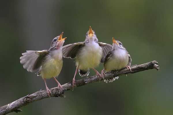 Dawn Chorus: What we can learn from birds